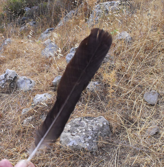 Penna di ...